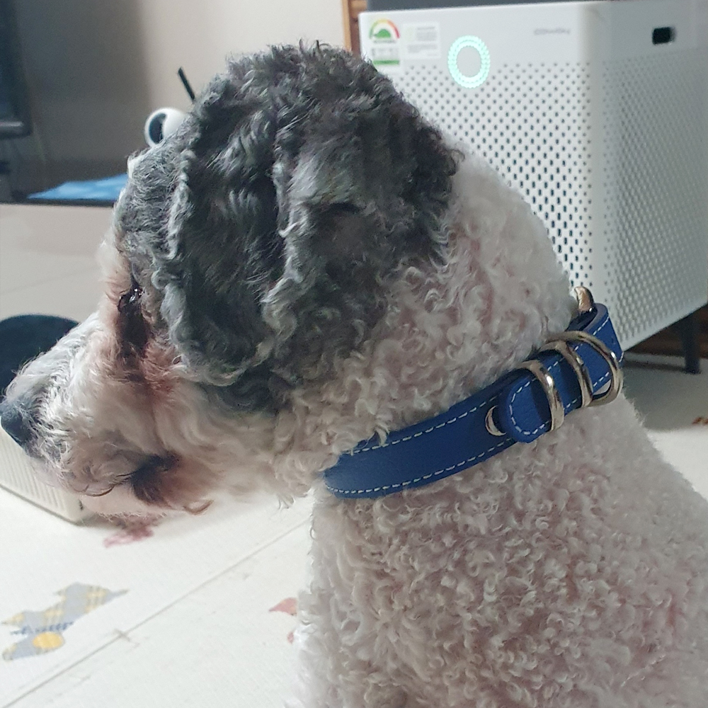 반자네 소형견 두툼 튼튼 목줄 BN-21 빨강 - 상세 이미지 5