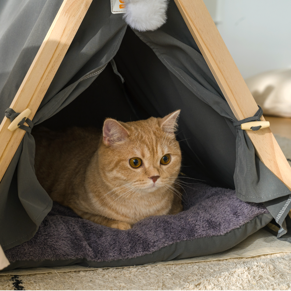 퍼플펫 원목 강아지 하우스 고양이 숨숨집 텐트 침대 애견 집 업그레이드버전