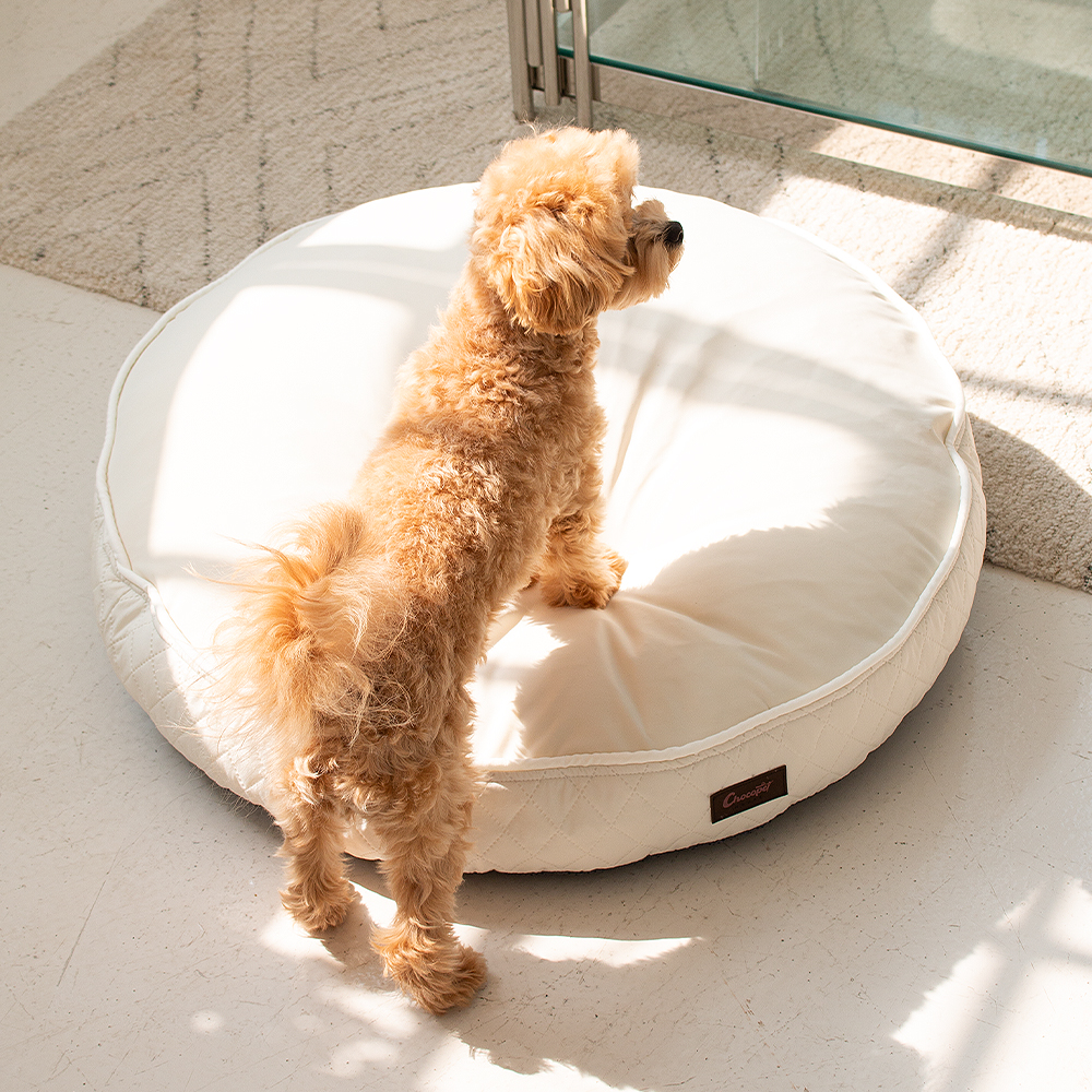 초코펫 강아지방석 쿠션 사계절 우주방석 2.0 소형