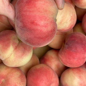 복숭아 신비복숭아 납작복숭아 하우스 대극천 거반도 빅숭아 천도 신선 백도... 맛있게 먹은 솔직 후기 - 상품 이미지 4
