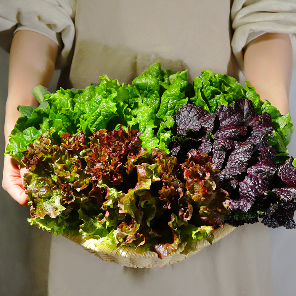쌈채소 오늘수확 GAP인증 한박스 상세 이미지 2