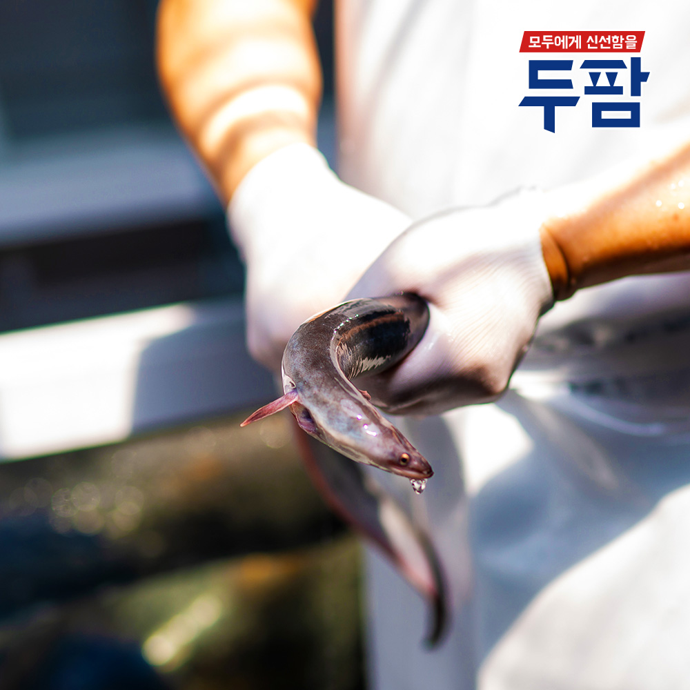 국내산 자포니카 민물장어 1kg 손질장어 구이,초벌,양념 3종 택배 - 상세 이미지 3