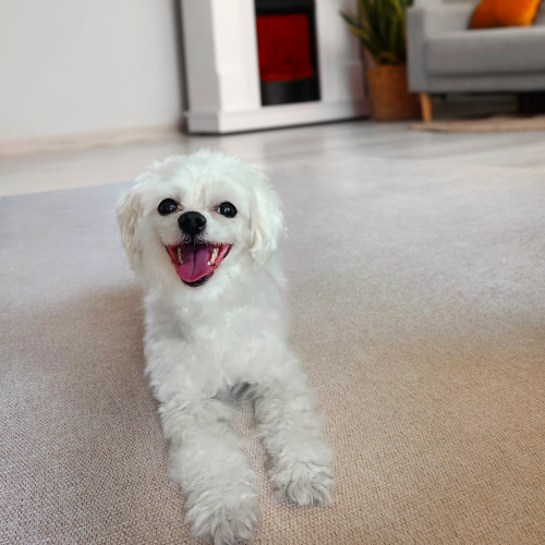 펫러그 강아지러그 애견미끄럼방지매트 펫카페트 강아지매트시공 펫매트 애견 장판 170x230