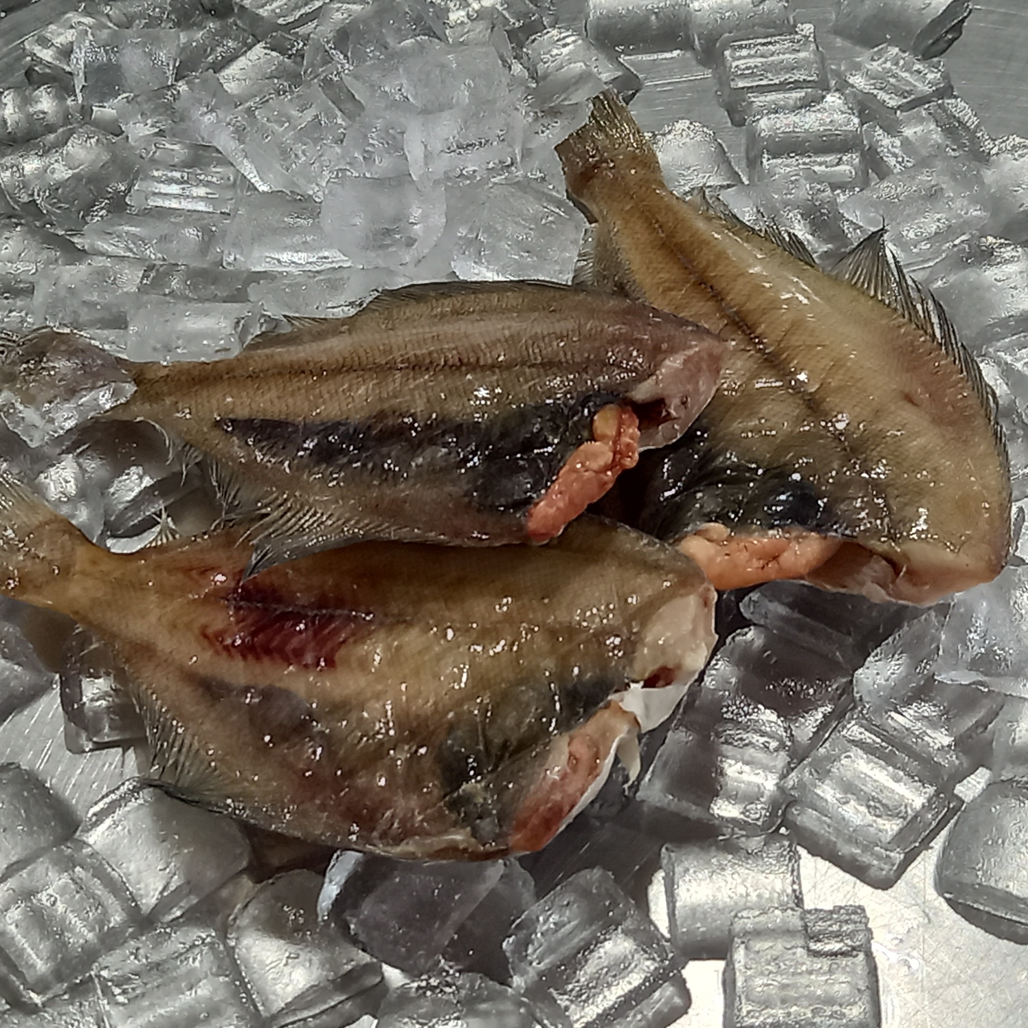 (급냉) 반건조 가자미 500g (2~4미) - 상세 이미지 5