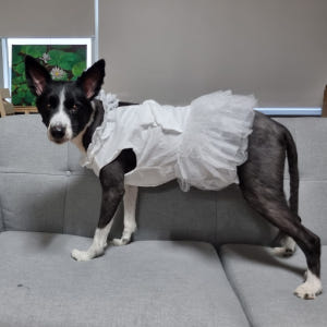 [강아지의 날] 위드레오 대형견 원피스 강아지화동 화견 강아지드레스 생일... 솔직 후기 | 실제 사용자 리뷰 총정리 - 상품 이미지 3