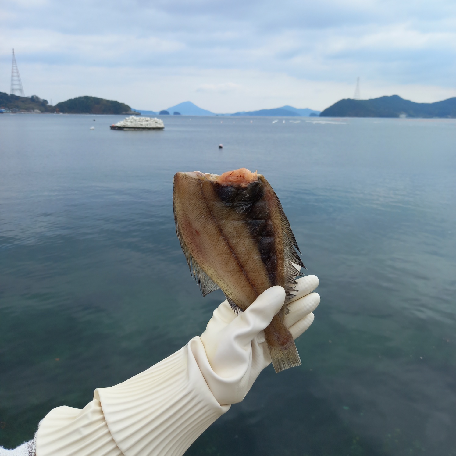 (급냉) 반건조 가자미 500g (2~4미) - 상세 이미지 3