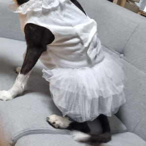 [강아지의 날] 위드레오 대형견 원피스 강아지화동 화견 강아지드레스 생일... 솔직 후기 | 실제 사용자 리뷰 총정리 - 상품 이미지 4