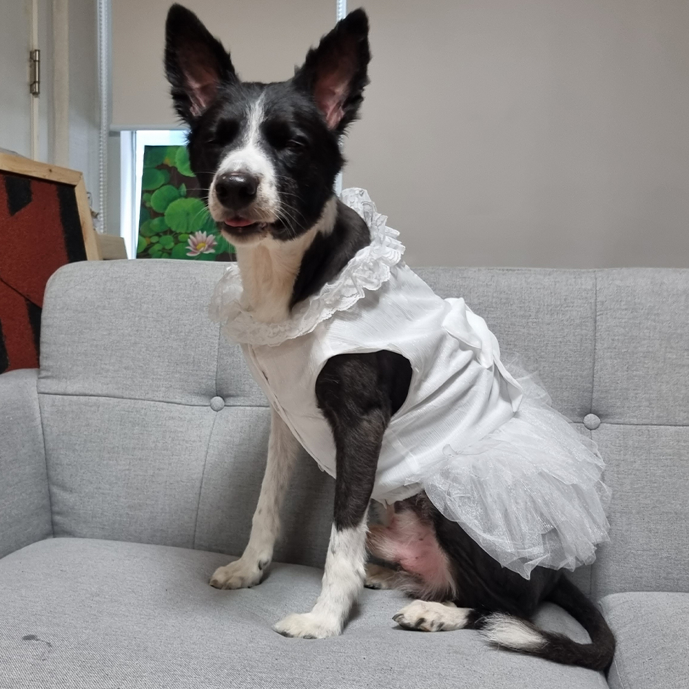 [강아지의 날] 위드레오 대형견 원피스 강아지화동 화견 강아지드레스 생일 M 이미지 2