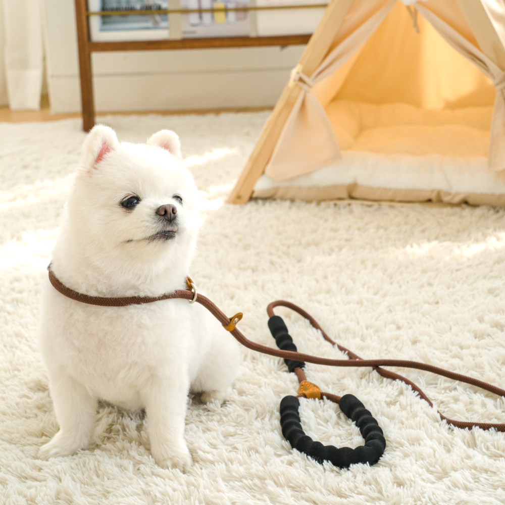 퍼플펫 강아지 목줄 소형견 대형견 목줄 훈련용 오리지널 S 이미지 4