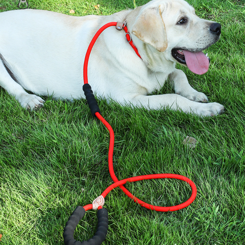 퍼플펫 강아지 목줄 소형견 대형견 목줄 훈련용 오리지널 S 이미지 3