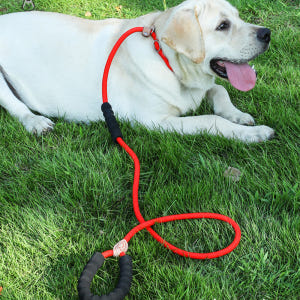 퍼플펫 강아지 목줄 소형견 대형견 목줄 훈련용 오리지널 S 솔직 후기 | 실제 사용자 리뷰 총정리 - 상품 이미지 3