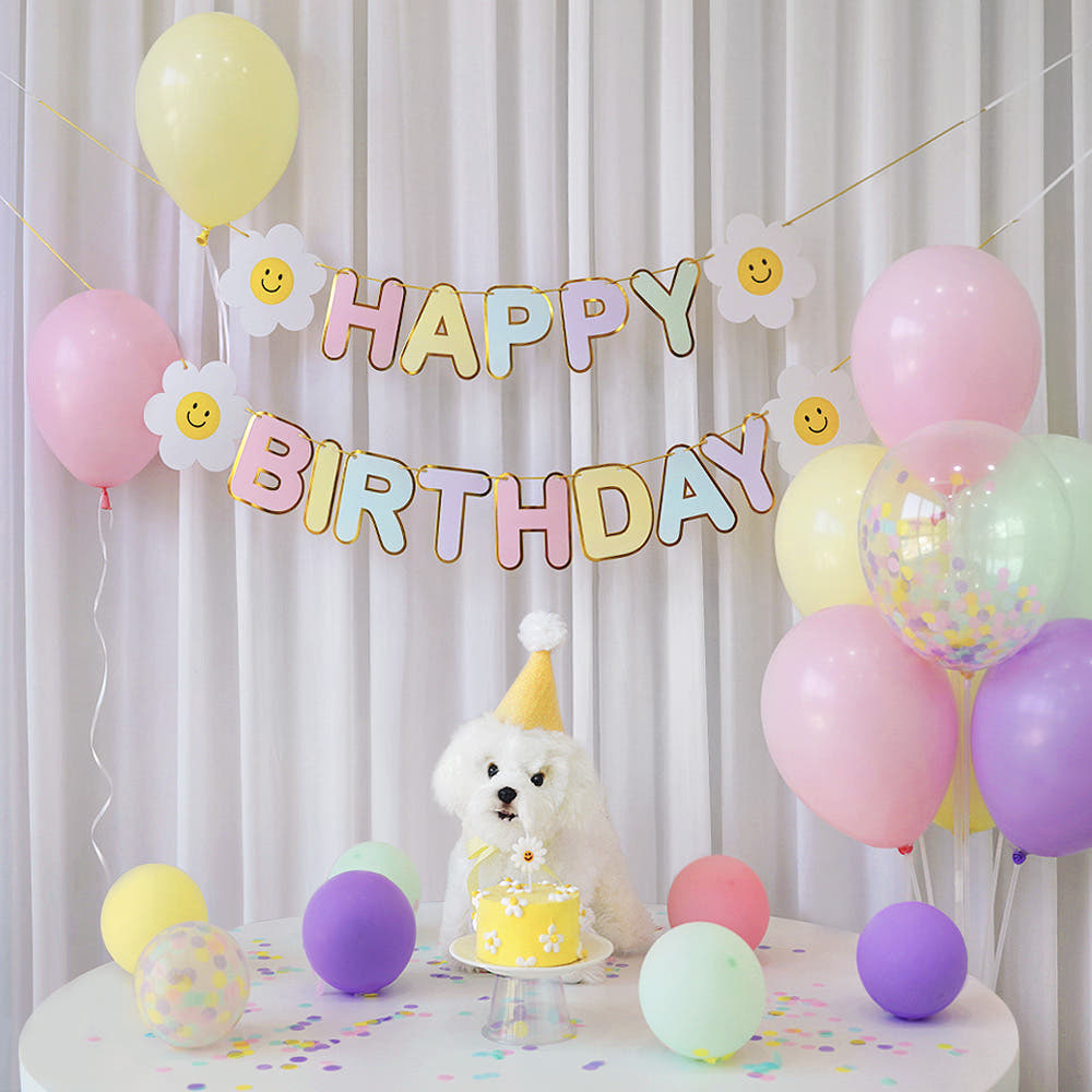 반려동물 생일파티 세트