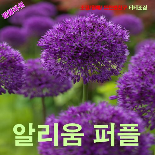 팝플라워 알리움-퍼플센세이션 씨앗 10립 : 올드마마