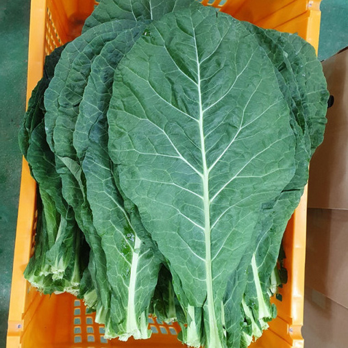 친환경 유기농 케일 신선초 1kg 녹즙용 녹즙재료 - 메인 이미지