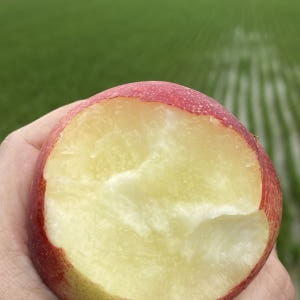 복숭아 신비복숭아 납작복숭아 하우스 대극천 거반도 빅숭아 천도 신선 백도... 맛있게 먹은 솔직 후기 - 상품 이미지 3