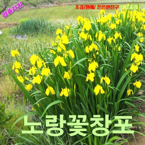 팝플라워 노랑꽃창포 씨앗 10립 : 올드마마