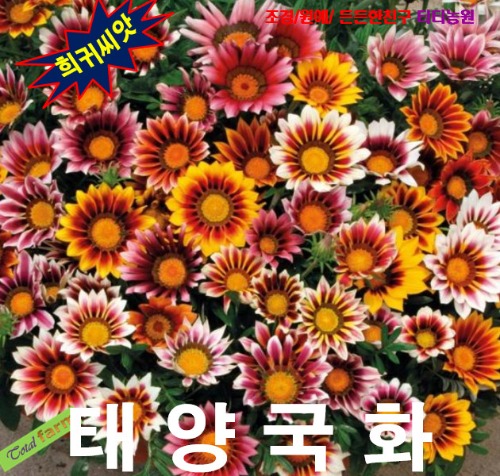 (씨앗나라 )가자니아 (태양국) 혼합색 씨앗 10립 : 올드마마
