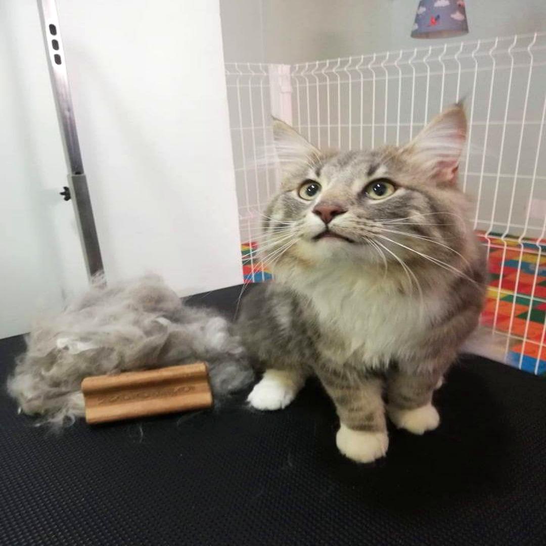 ZOORO 주로 그루밍 빗 롱헤어 고양이 강아지 브러시 장모 털관리 이미지 7