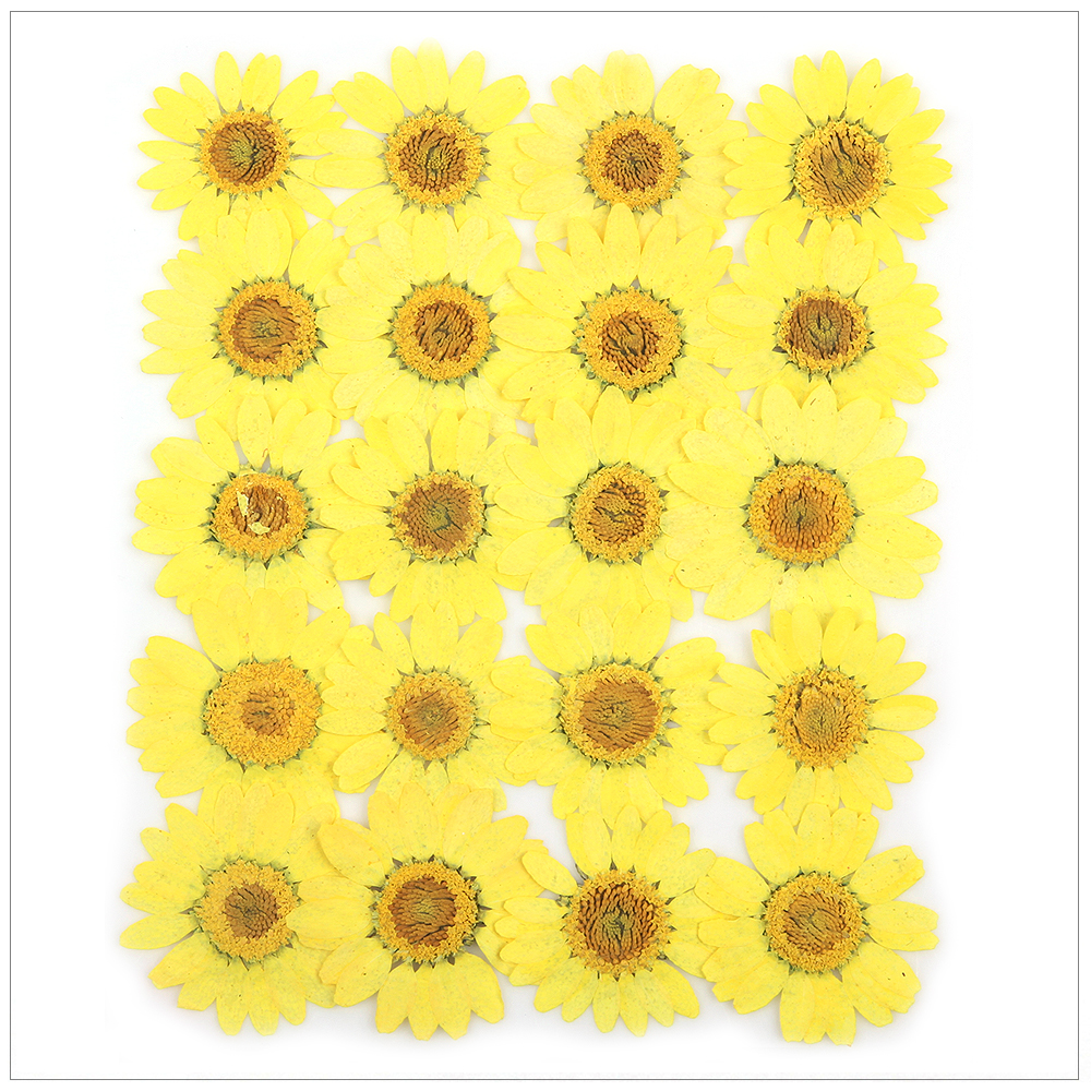 프레스코21 압화 꽃송이 마가렛 (A형 연노랑) 20p 실사용 후기 | 효과 있을까? - 대표 이미지