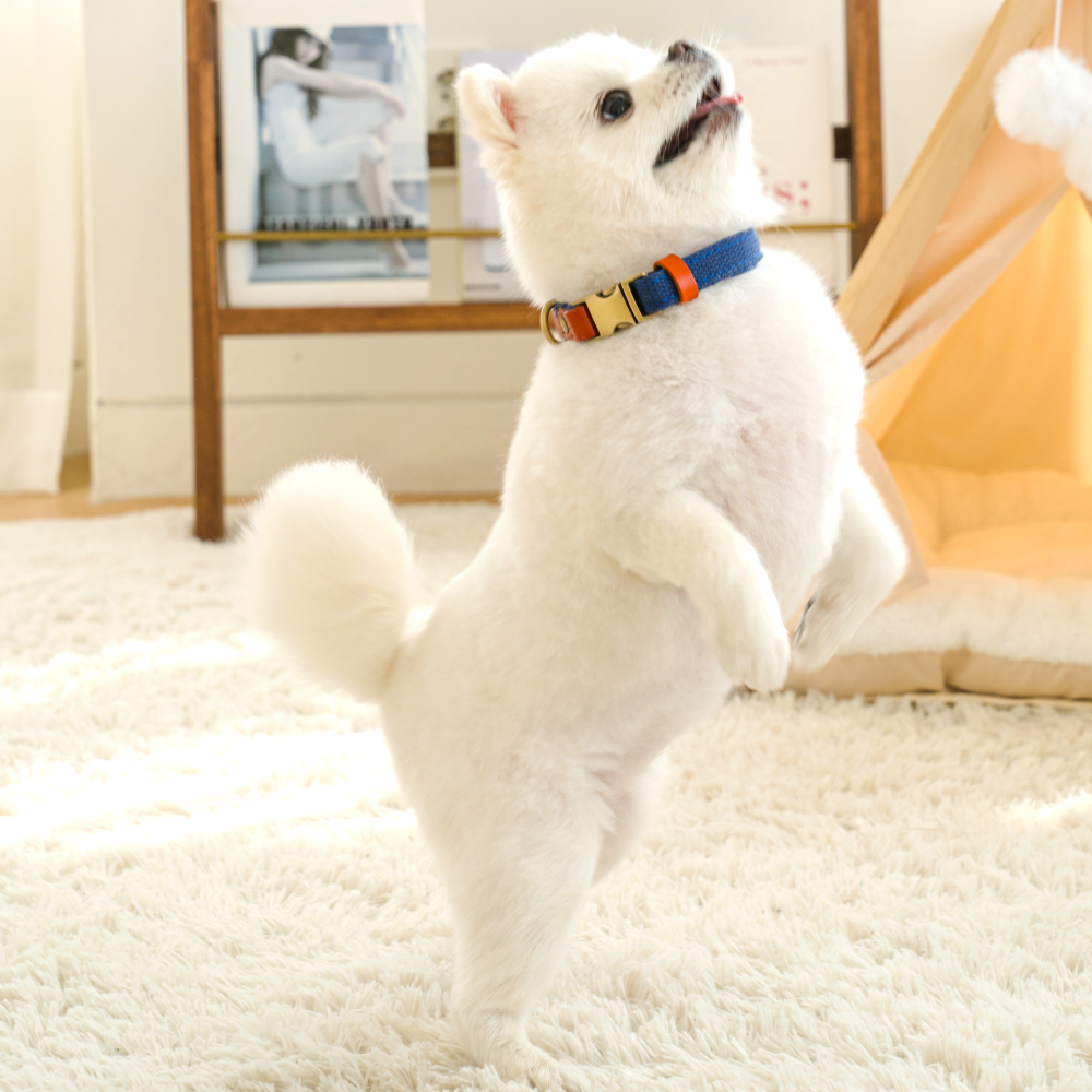 퍼플펫 강아지 목줄 소형견 중형견 대형견 산책용 교육용 목줄 S - 상세 이미지 3