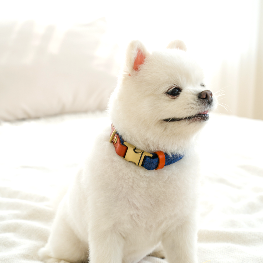 퍼플펫 강아지 목줄 소형견 중형견 대형견 산책용 교육용 목줄 S 이미지 7