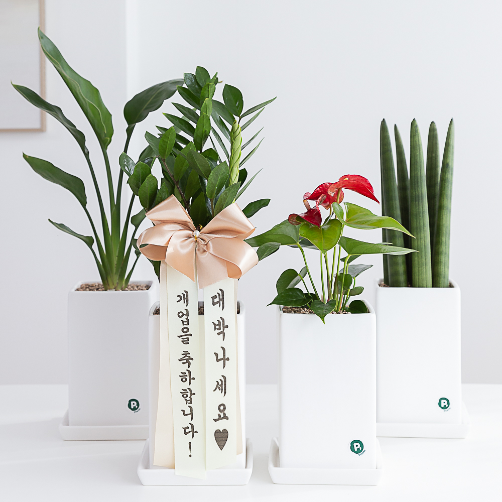 개업화분 배달 축하화환 개업화환 생일 사무실 카페 식당 오픈 선물 금전수