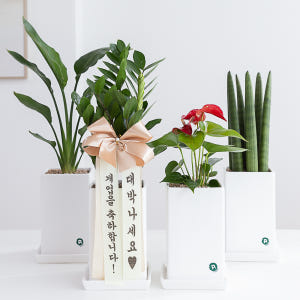 개업화분 배달 축하화환 개업화환 생일 사무실 카페 식당 오픈 선물 금전수 솔직 후기 | 실사용자 리뷰 분석 - 상품 이미지 2