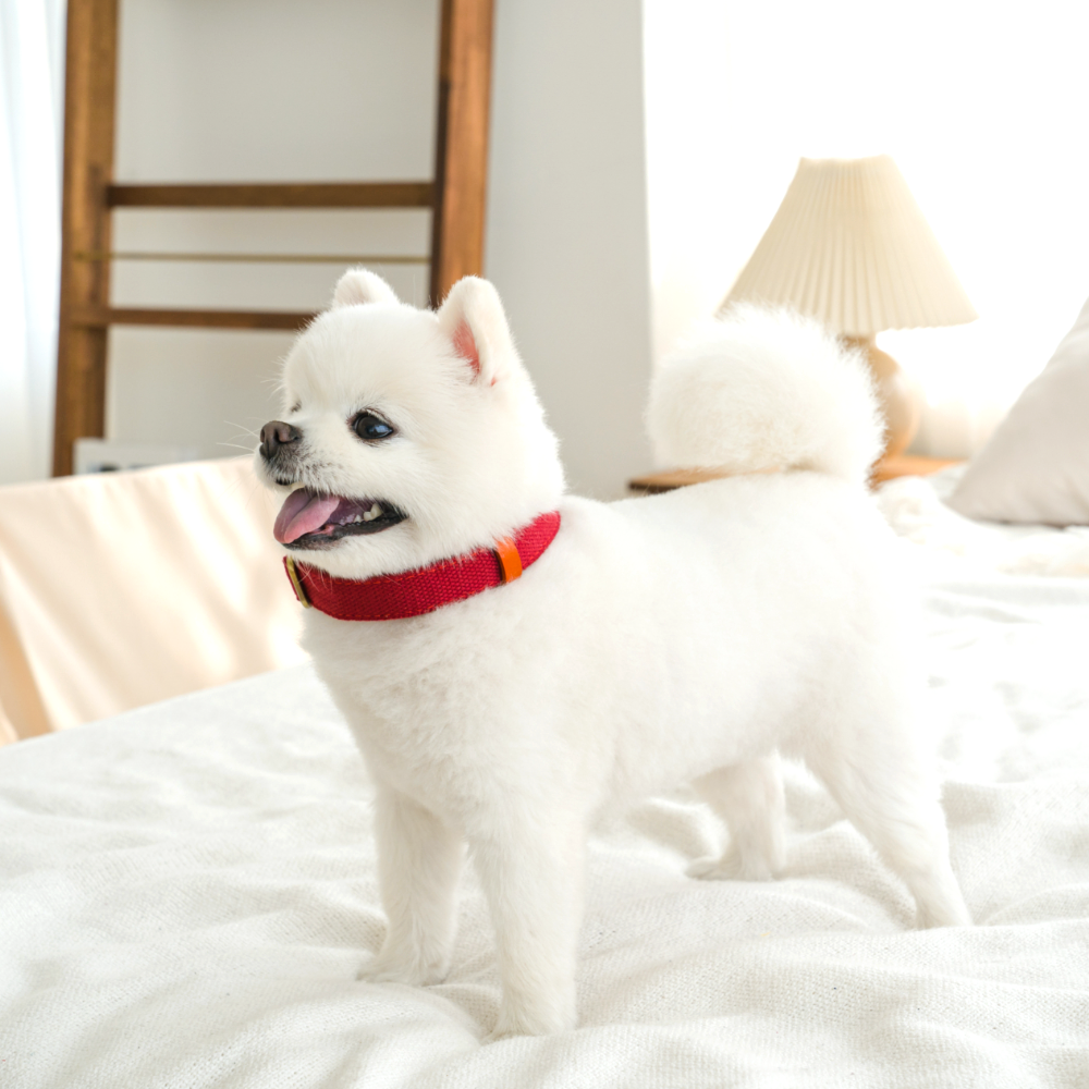 퍼플펫 강아지 목줄 소형견 중형견 대형견 산책용 교육용 목줄 S 이미지 6