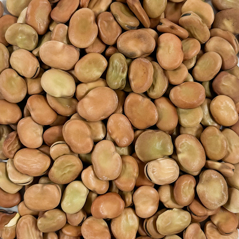 자이언트 파바빈 콩 1kg  잠두콩 - 상세 이미지 2