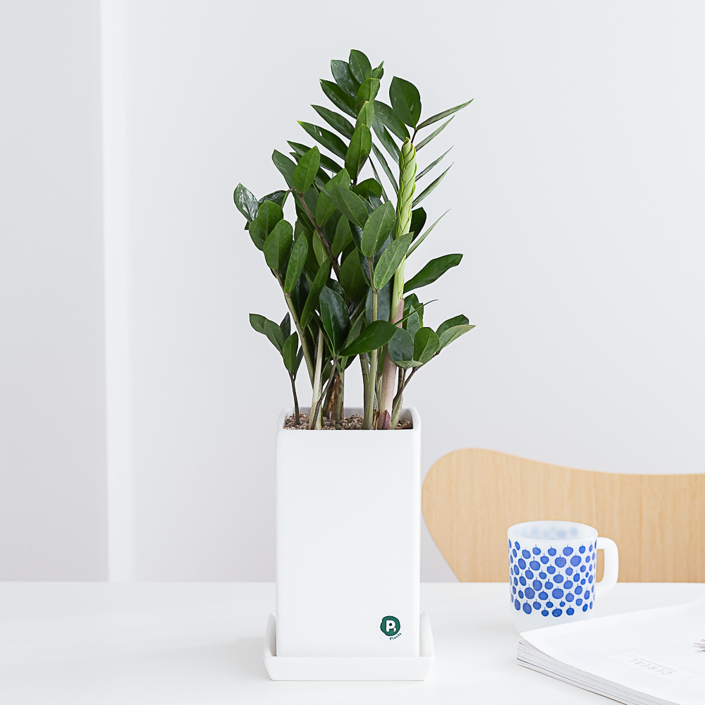 금전수 돈나무 개업 축하화분배달 개업식화분 선물 집들이 인테리어식물 거실화분꽃 화초 중소형