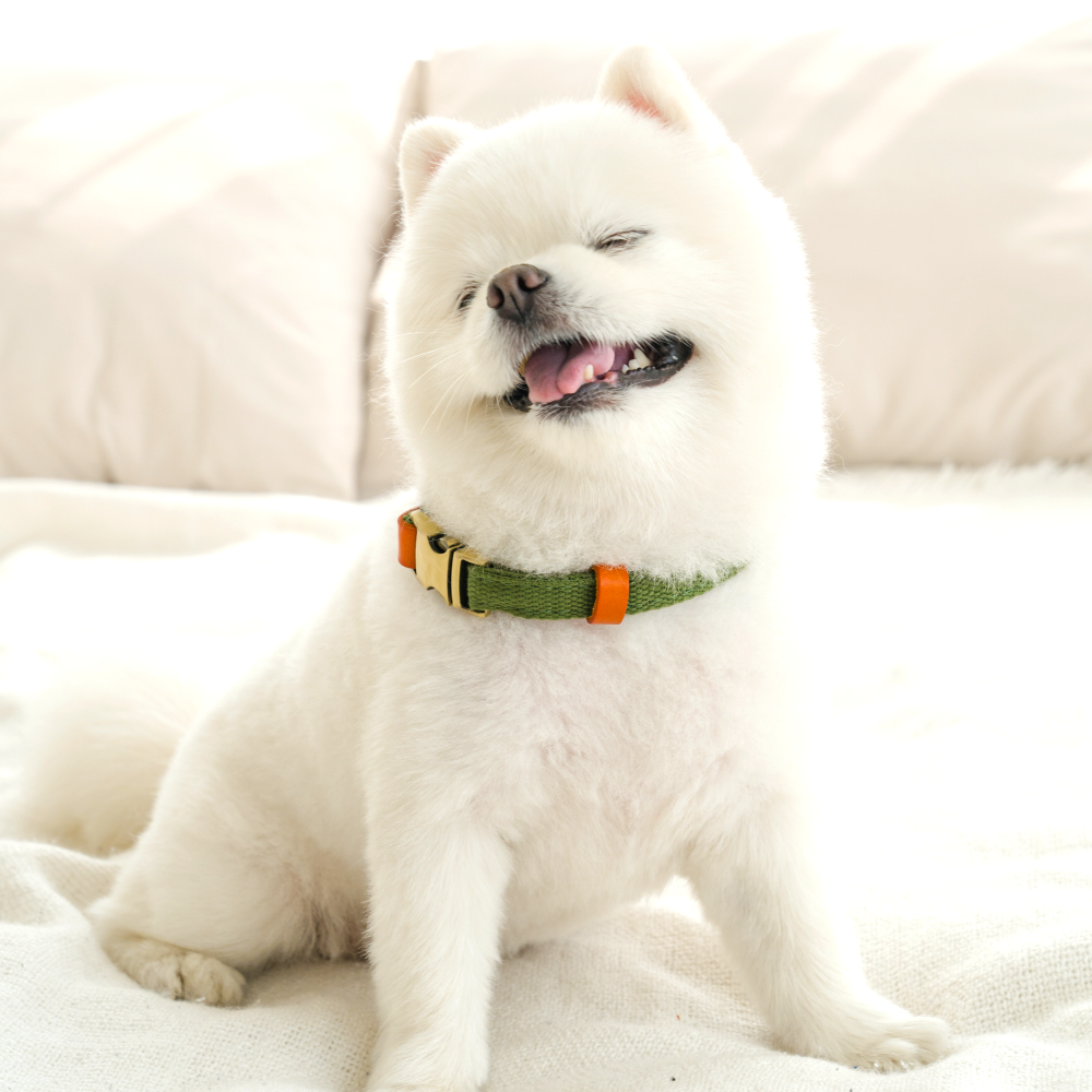 퍼플펫 강아지 목줄 소형견 중형견 대형견 산책용 교육용 목줄 S - 상세 이미지 2