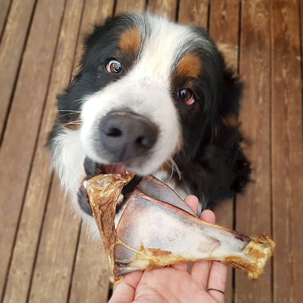 대형견간식 양부채뼈 10p 대용량 반려견수제 강아지뼈간식 이미지 4