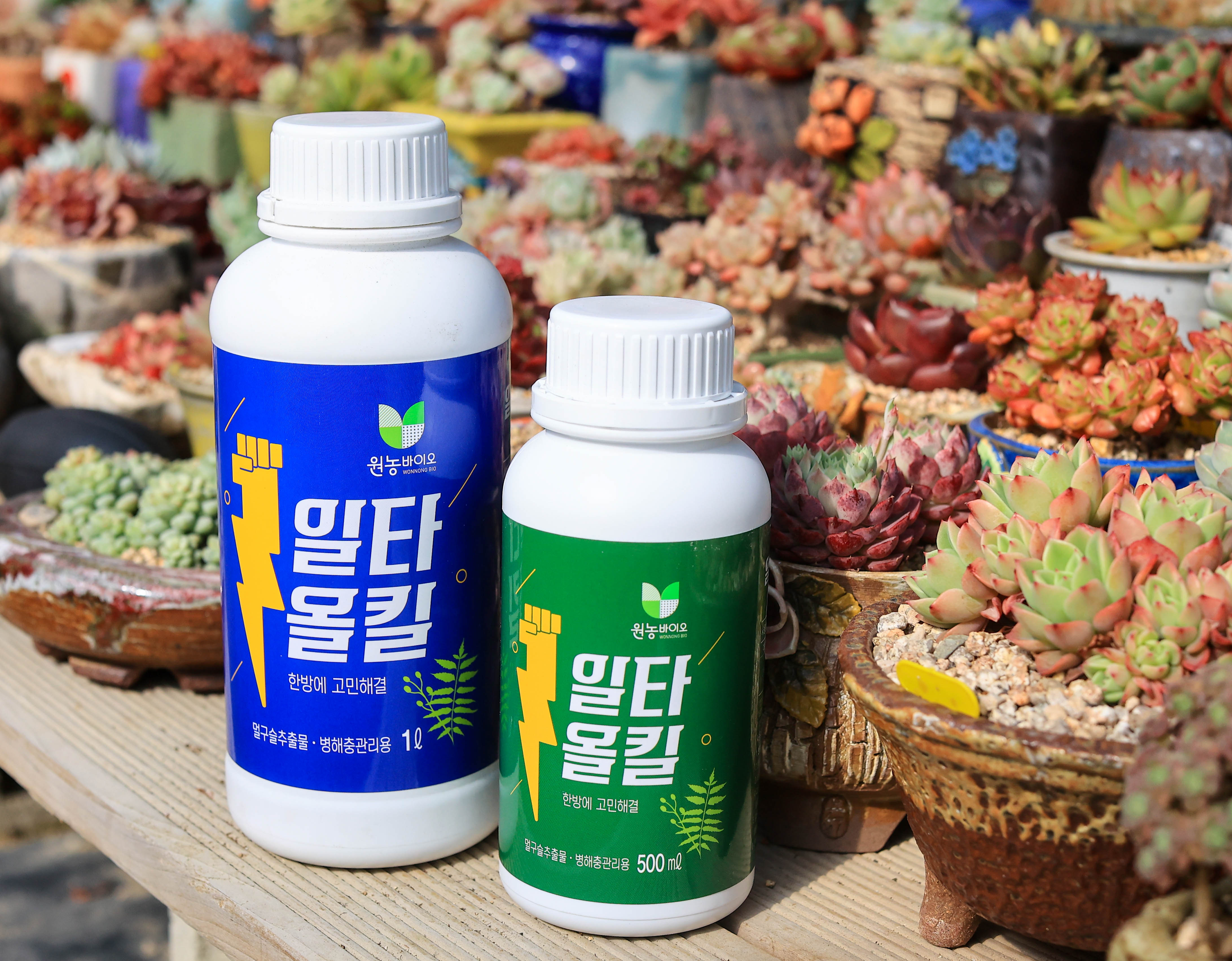 일타올킬 다육 식물 병해충관리제 화초 나무 제라늄 500ml - 상세 이미지 3