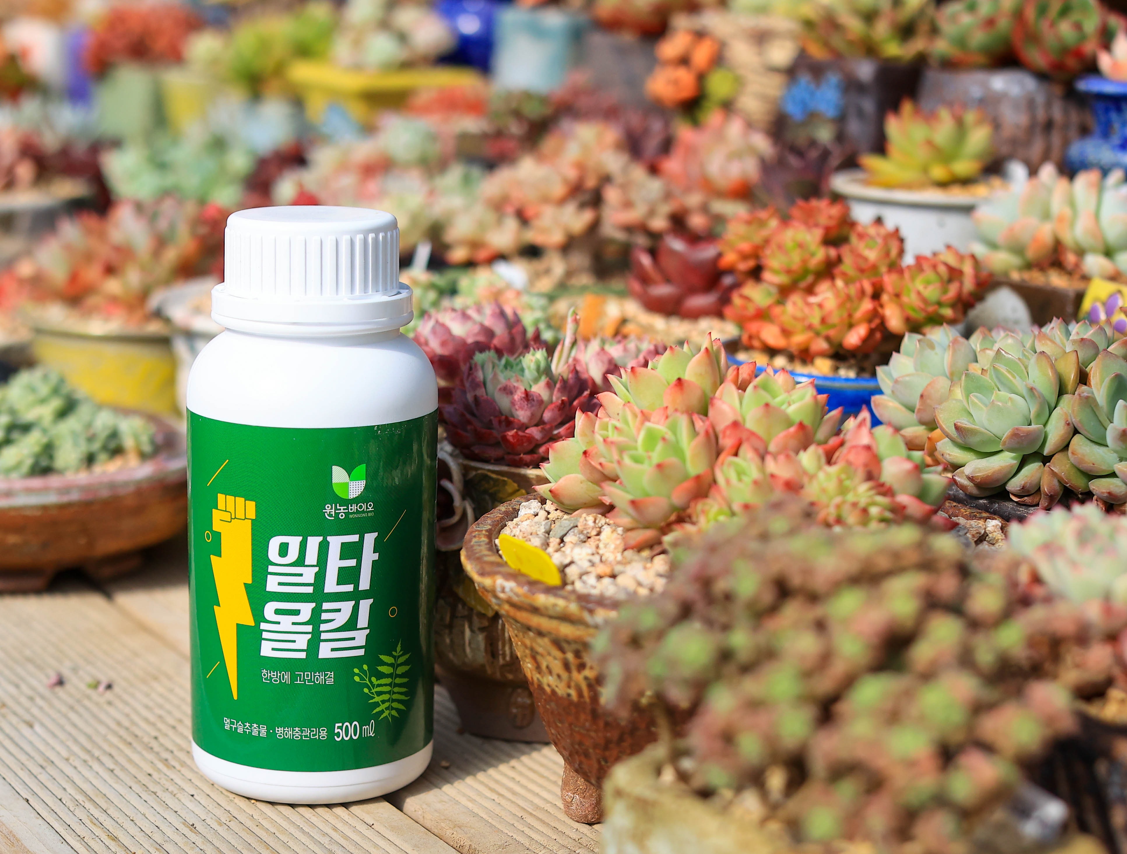 일타올킬 다육 식물 병해충관리제 화초 나무 제라늄 500ml - 상세 이미지 2
