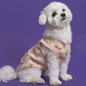 강아지옷 네츄럴코튼조끼 애견티셔츠 실내복의류 솔직 후기 | 실제 사용자 리뷰 총정리 - 상품 이미지 2