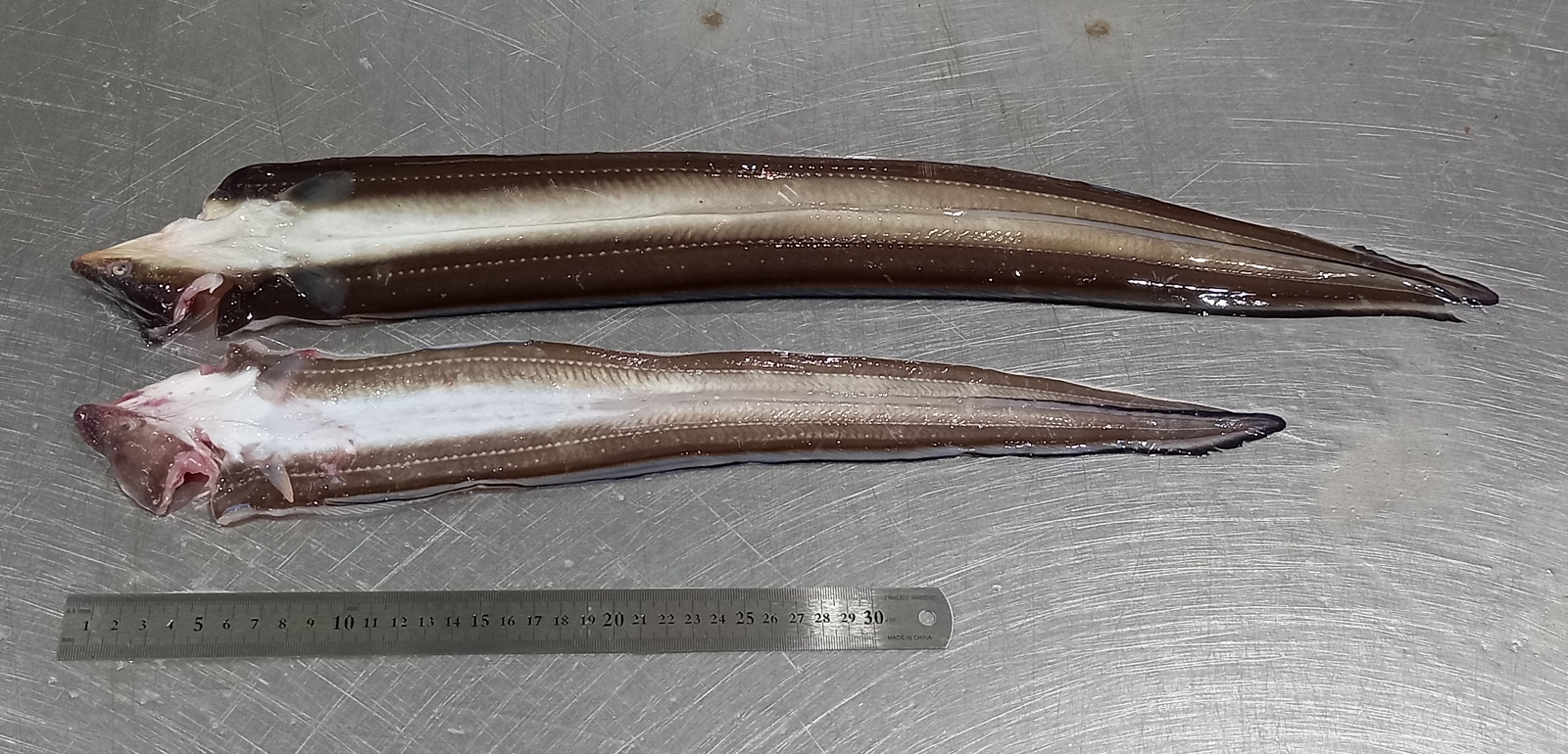 통영 산지에서 바로 보내드리는 바다의 보양식 자연산 손질 바다장어 1kg - 상세 이미지 3