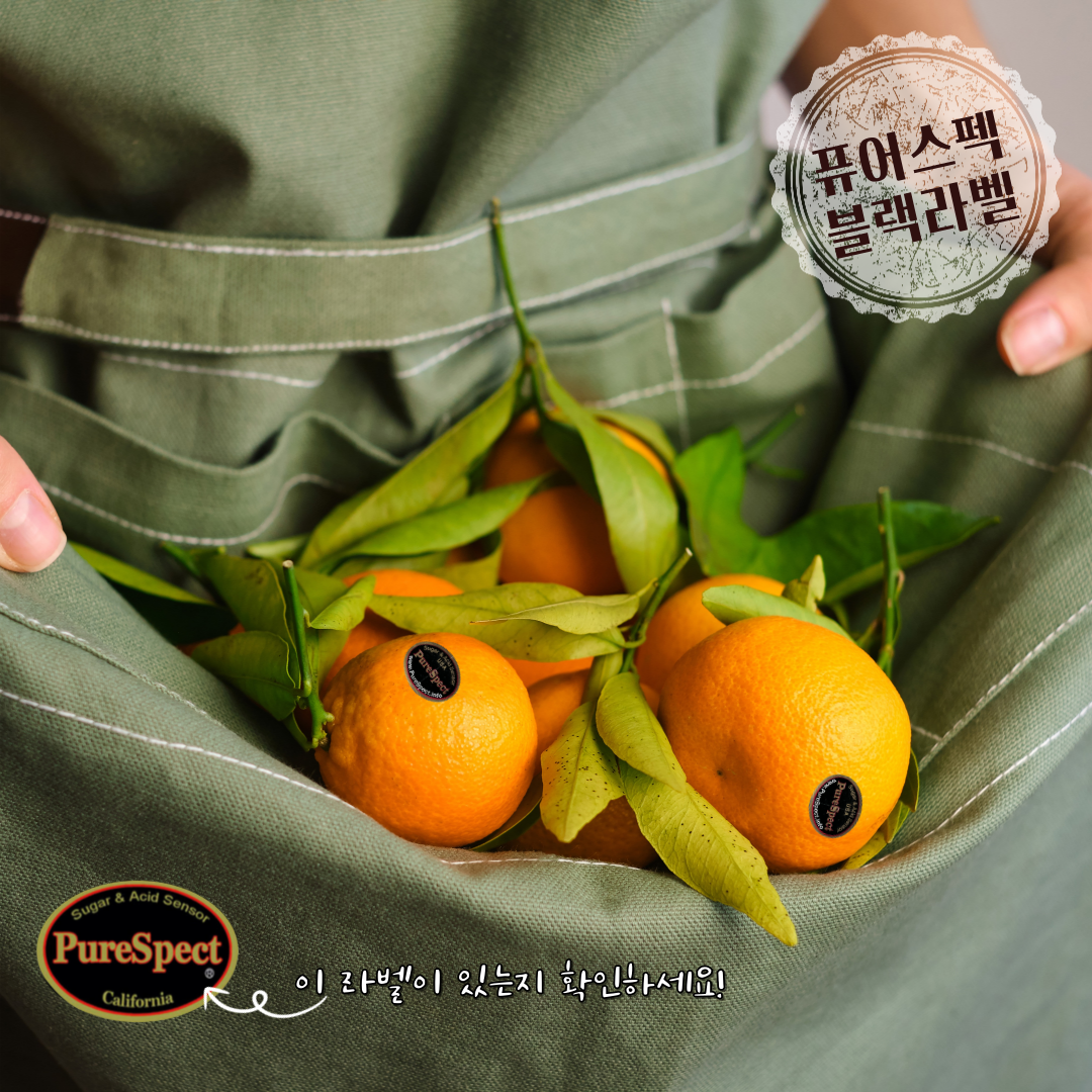 고당도 카라카라 블랙라벨 네이블 오렌지 퓨어스펙 썬키스트 3kg - 상세 이미지 3