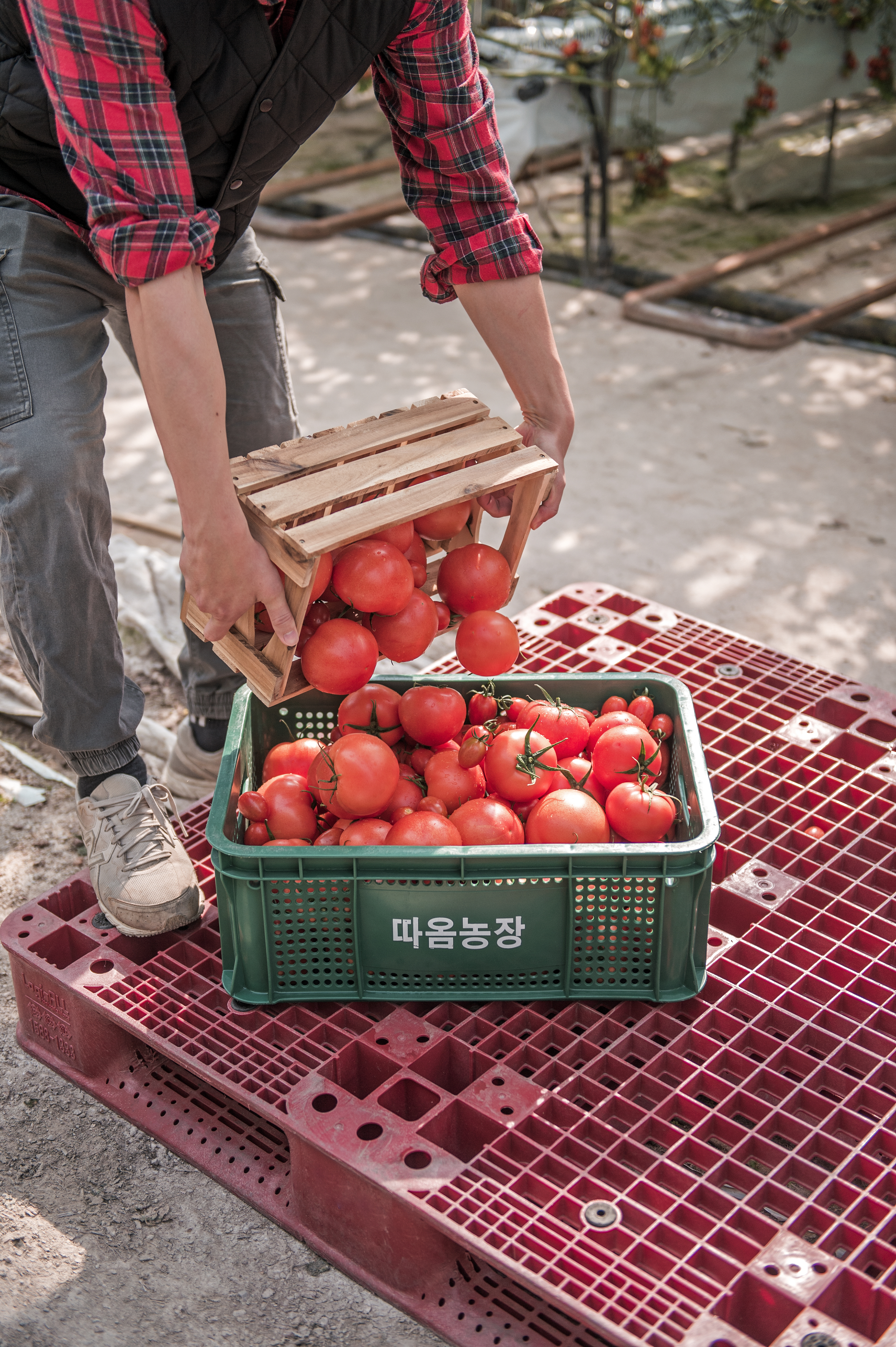 완숙토마토 찰토마토 유럽종 2.5 키로 최상품 산지직송 쥬스용 못난이 대표 이미지