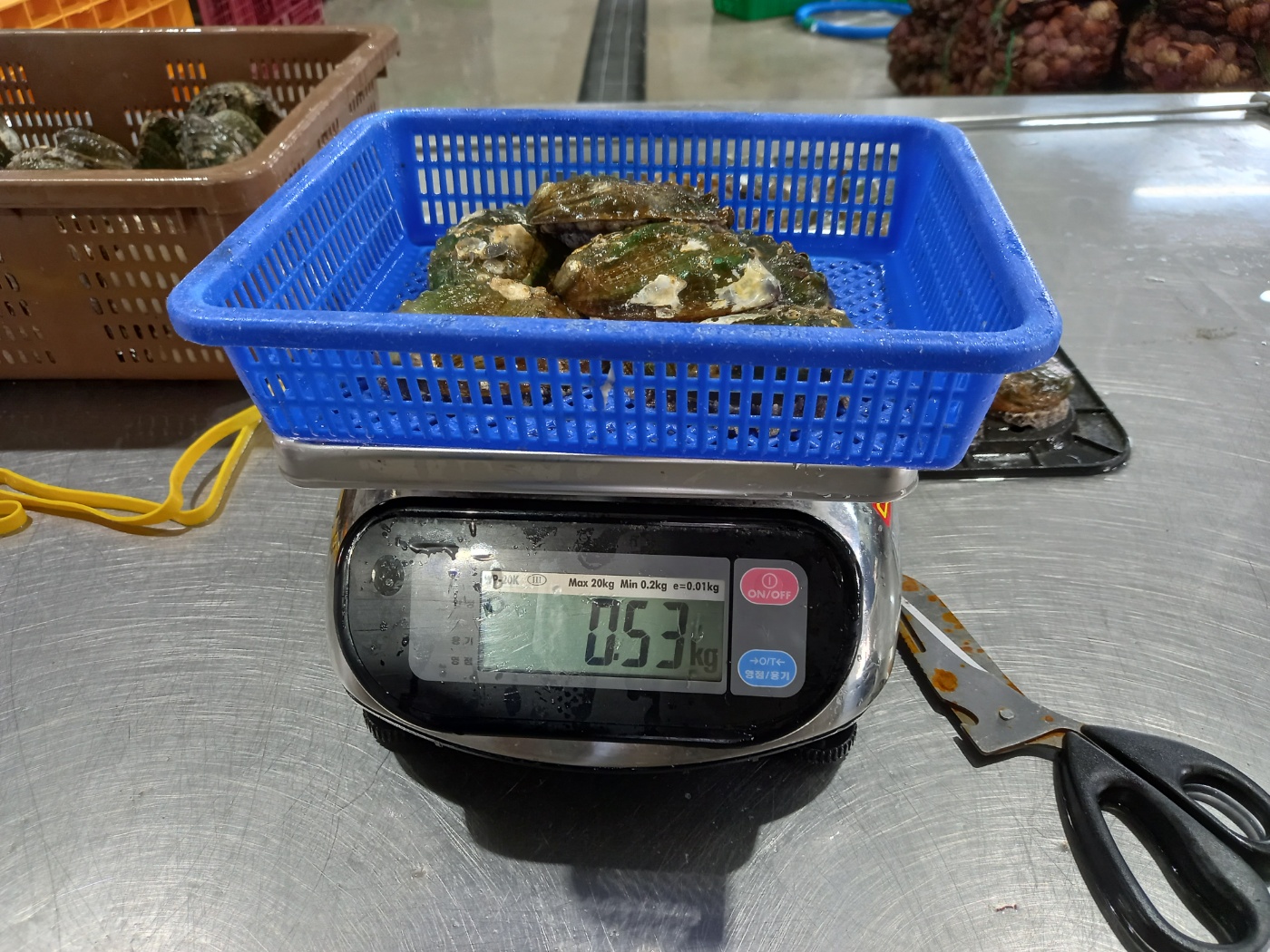 완도 활전복 500g,1kg 당일조업 산소포장 - 상세 이미지 5
