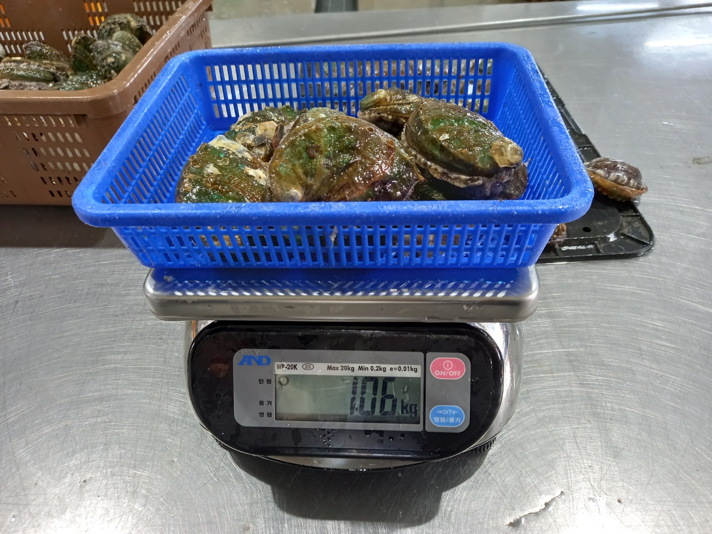 완도 활전복 500g,1kg 당일조업 산소포장 - 상세 이미지 3