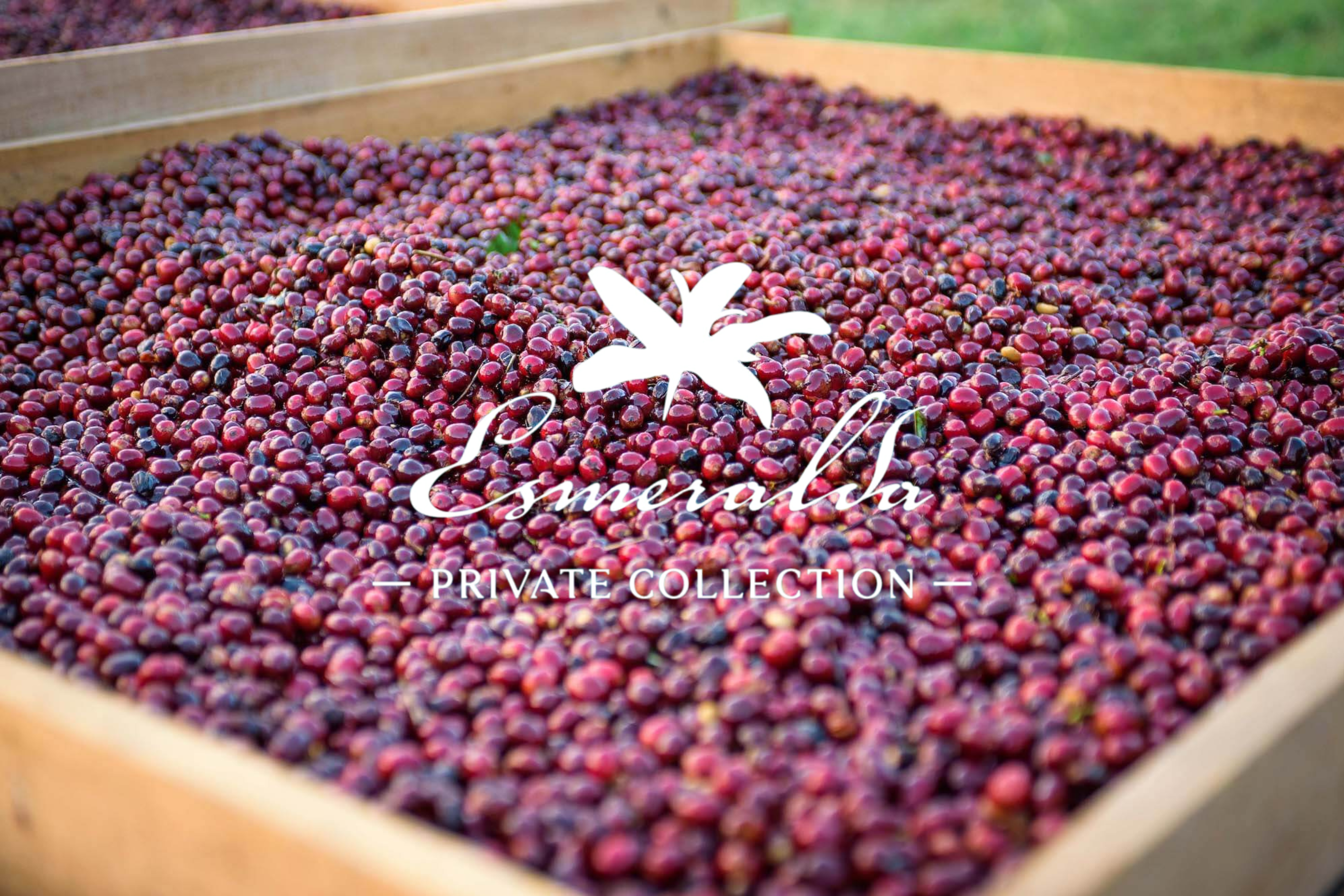 파나마 에스메랄다 프라이빗 컬렉션 하라미요 게이샤 내추럴 100g