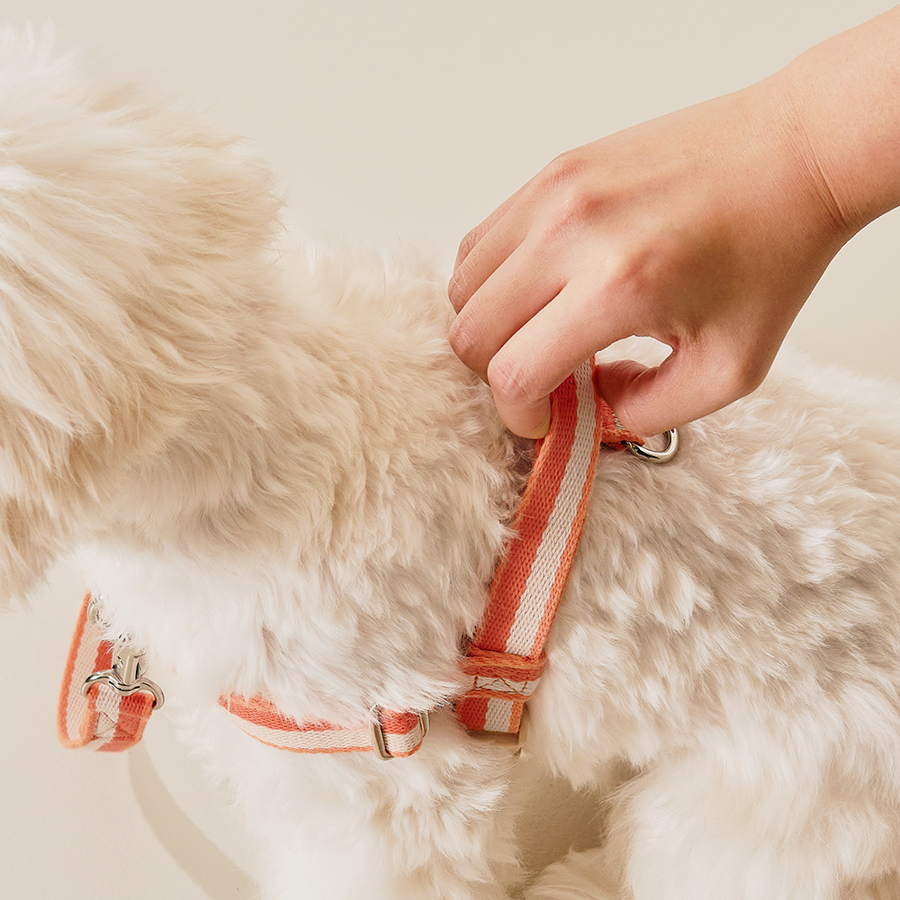 티어라움 강아지 마이데일리 하네스 L형 리드줄 앞고리 앞섬방지 소형견 반려견 초소형 산책 베이비뷰 xs