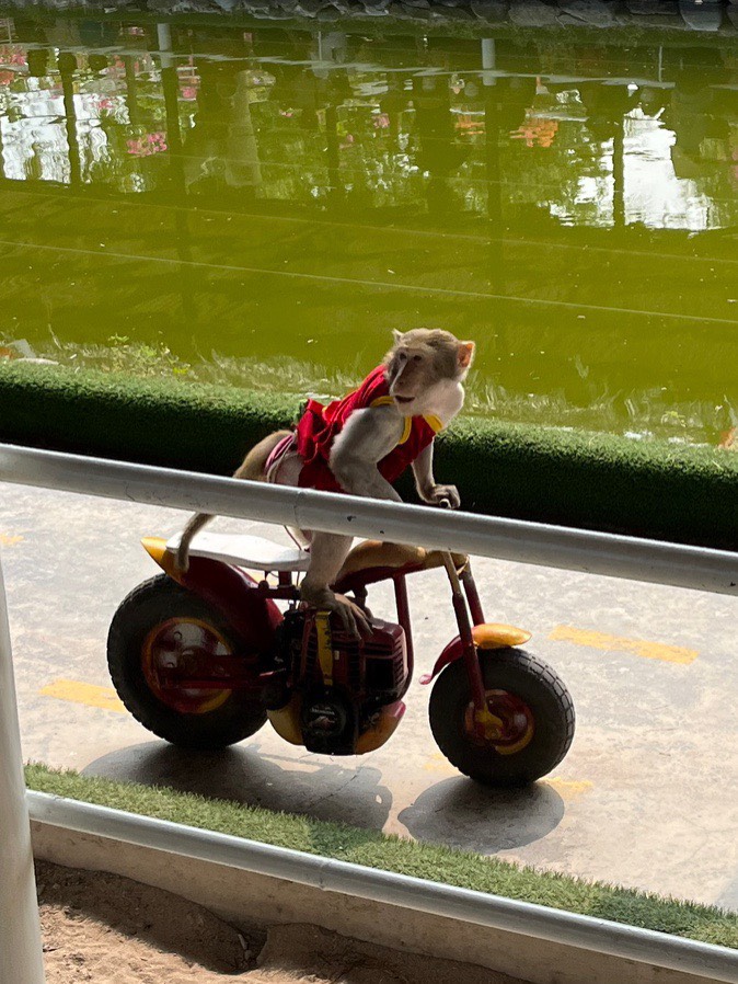 나트랑 화란섬 원숭이섬 투어 (동물원 공연)