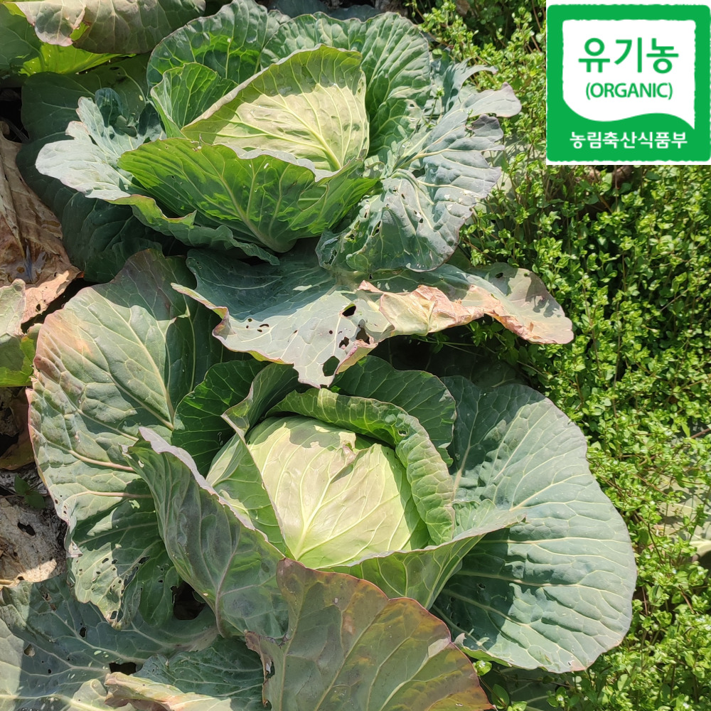 진심먹거리 제주 친환경 유기농 양배추 5kg 10kg 무농약 - 상세 이미지 4