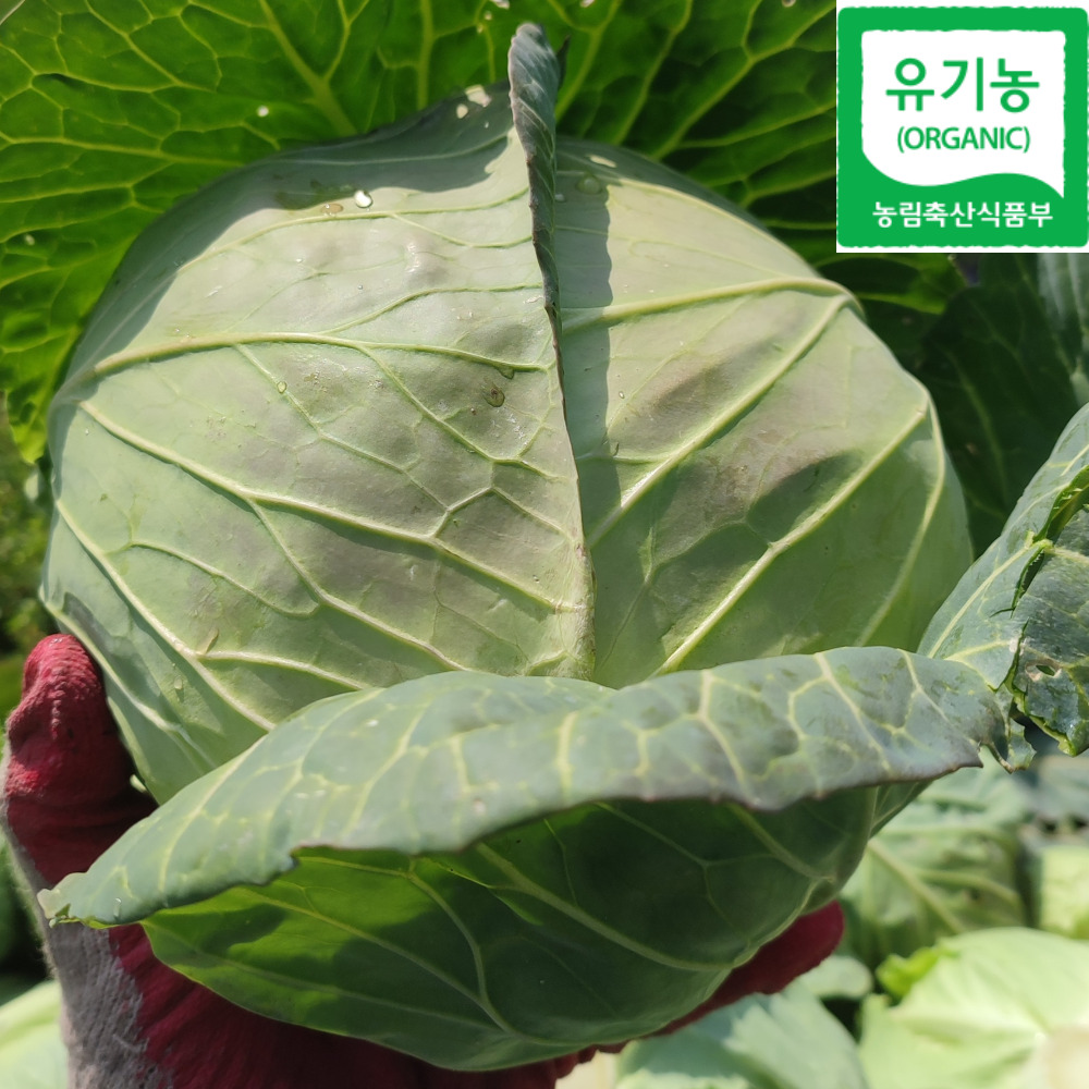 진심먹거리 제주 친환경 유기농 양배추 5kg 10kg 무농약 - 상세 이미지 2