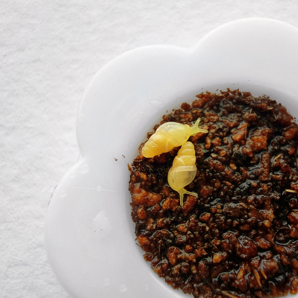 [가시대고둥] 2+1마리 토종 달팽이 분양 달팽이 키우기