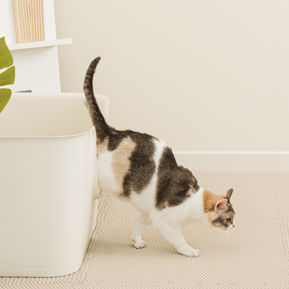 에코폼 고양이 모래매트 사막화방지 화장실 캣 벌집 발판 룰루 매트 60x60x1.2cm