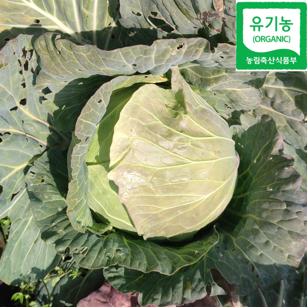 진심먹거리 제주 친환경 유기농 양배추 5kg 10kg 무농약 - 상세 이미지 3