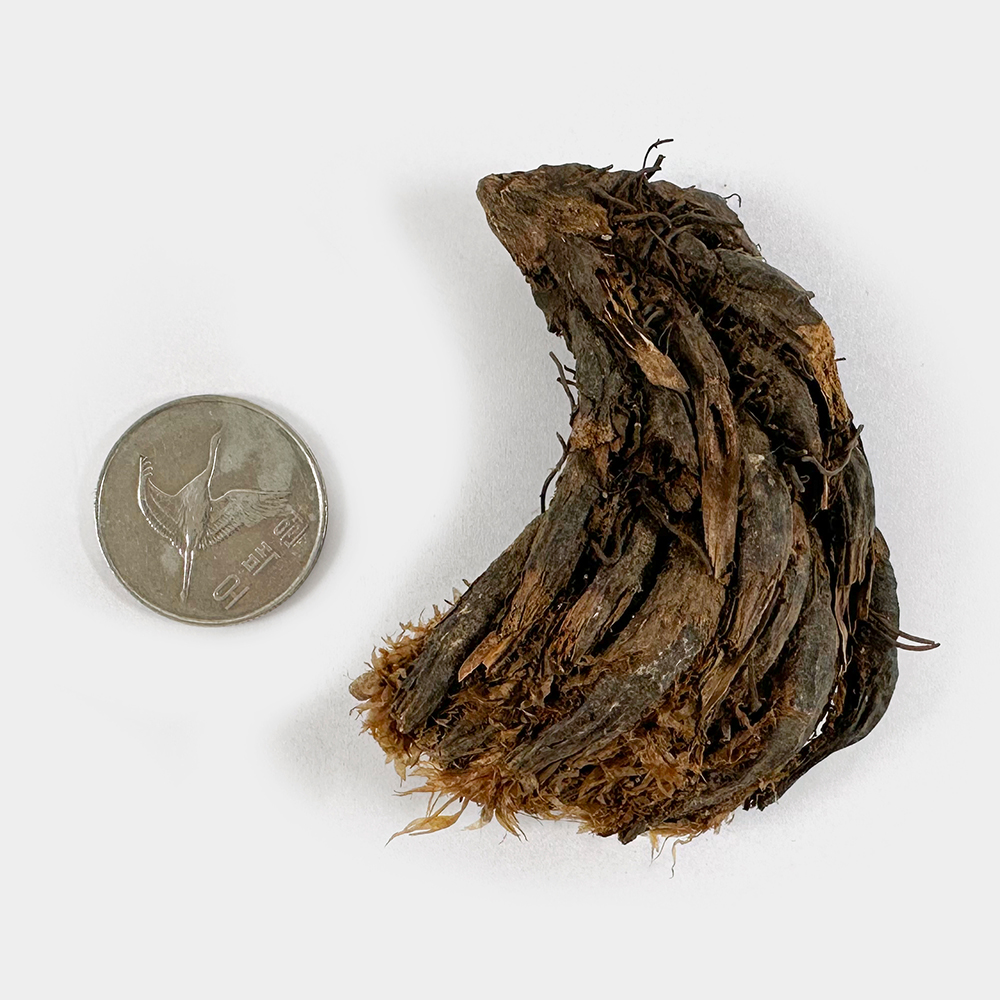 국산 관중 200g 이미지 3