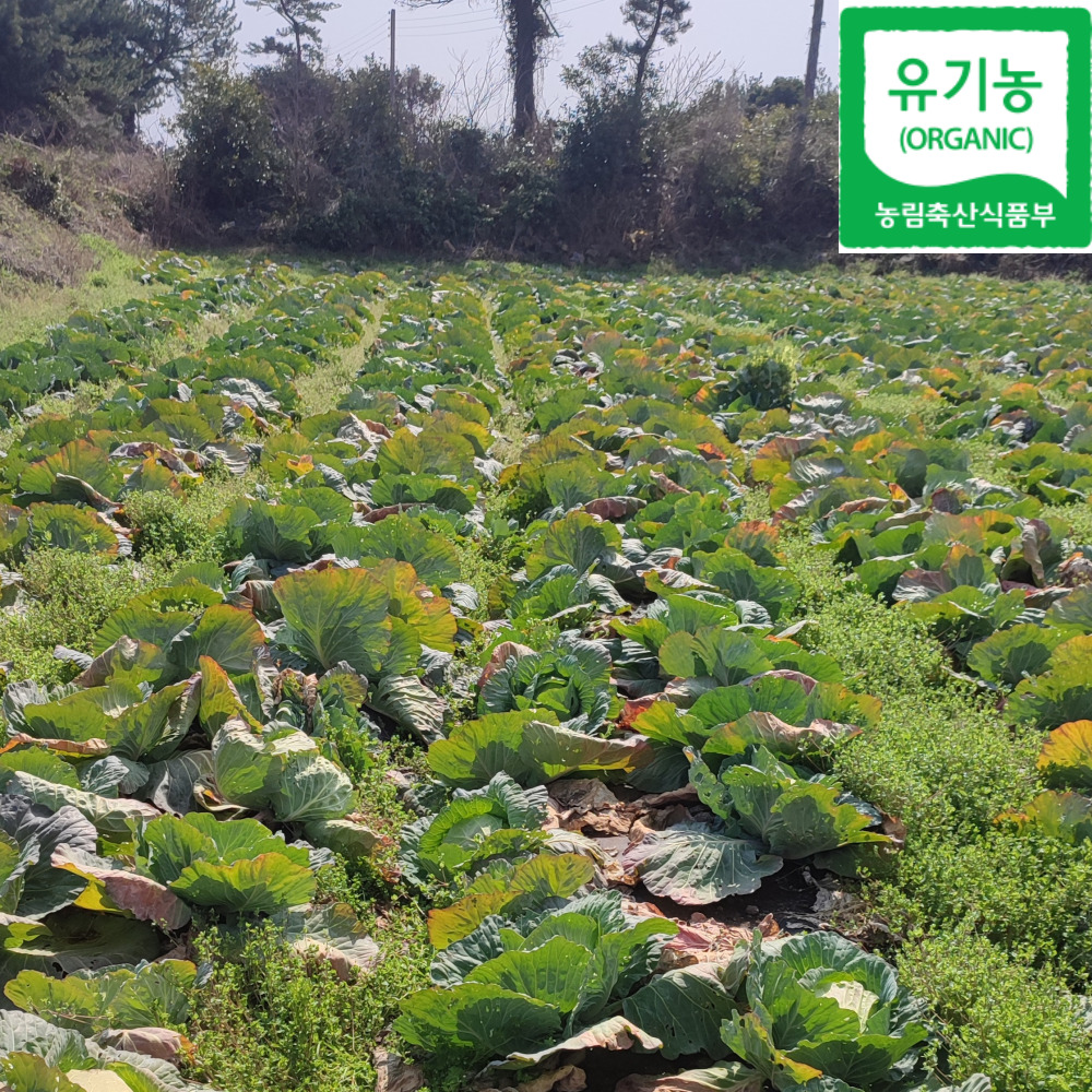 진심먹거리 제주 친환경 유기농 양배추 5kg 10kg 무농약 - 상세 이미지 5